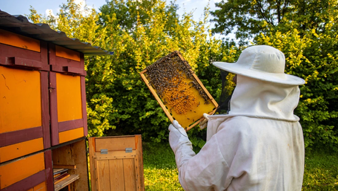 Arıcılık Destek Başvurularında Son Gün Bugün