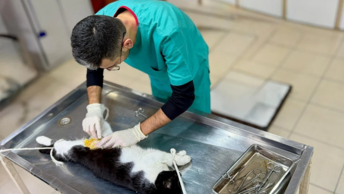 Bartın Belediyesi’nden Can Dostlara Kış Desteği