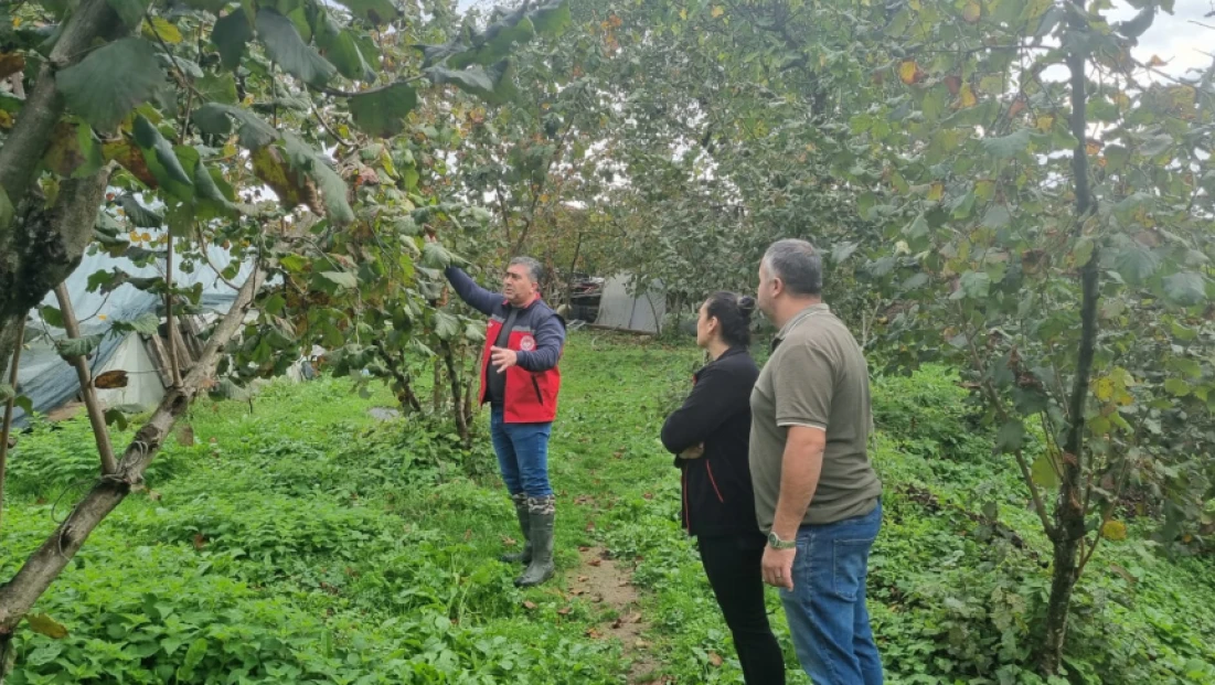 Bartın’da Fındıkta Verim ve Kalite İçin Eğitim Seferberliği