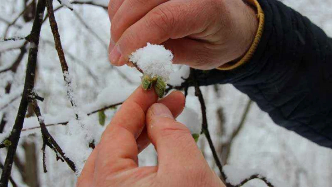Fındıkta Dolu ve Afet Riskine Karşı Sigorta Çağrısı