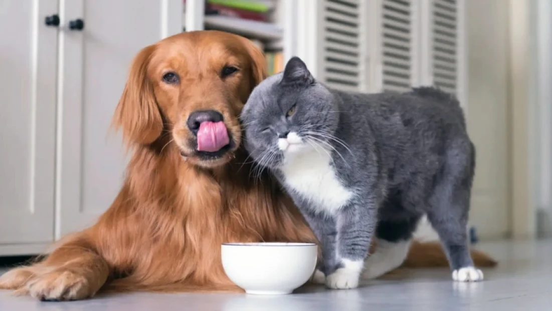 Mikroçip İçin Son Tarih 31 Aralık 2025