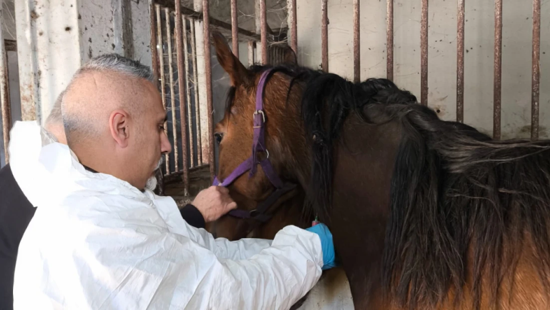Safkan İngiliz Kısrağın Sağlık Kontrolleri Yapıldı