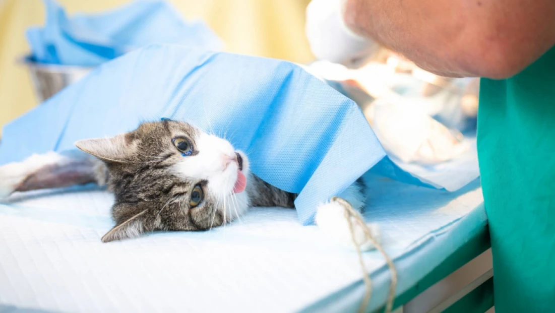Sahipsiz Kedilere Ücretsiz Kısırlaştırma Hizmeti Yeniden Başladı