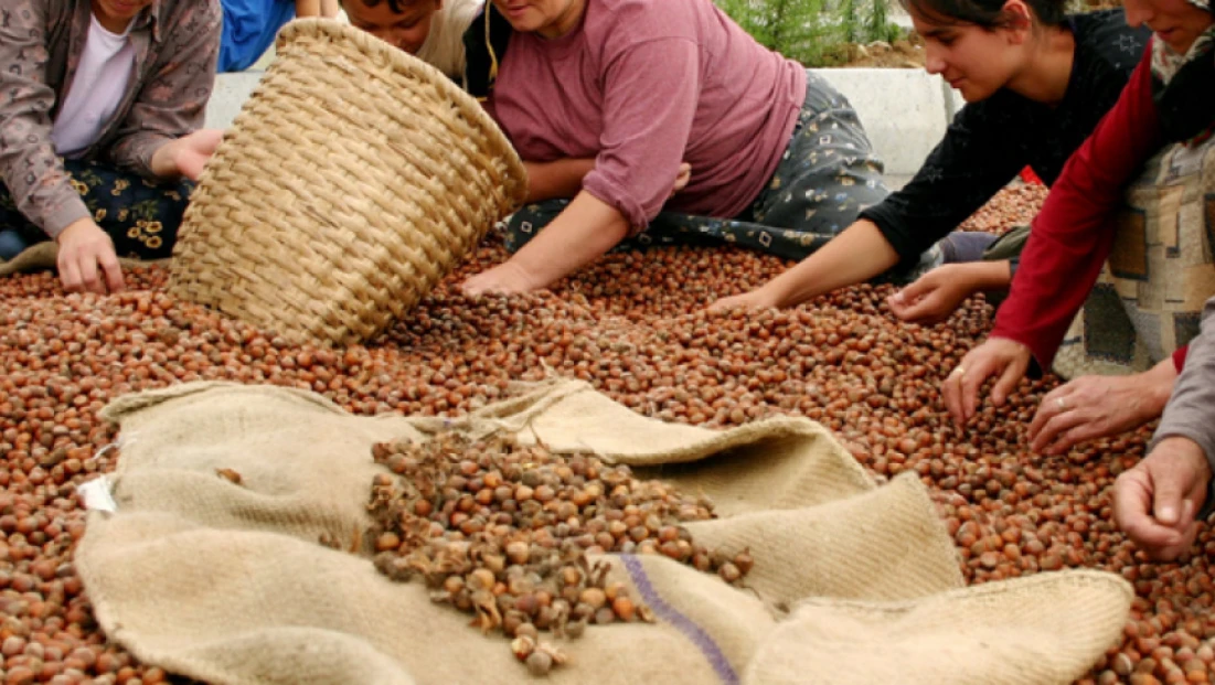 TÜİK Açıkladı: Fındıkta Büyük Düşüş