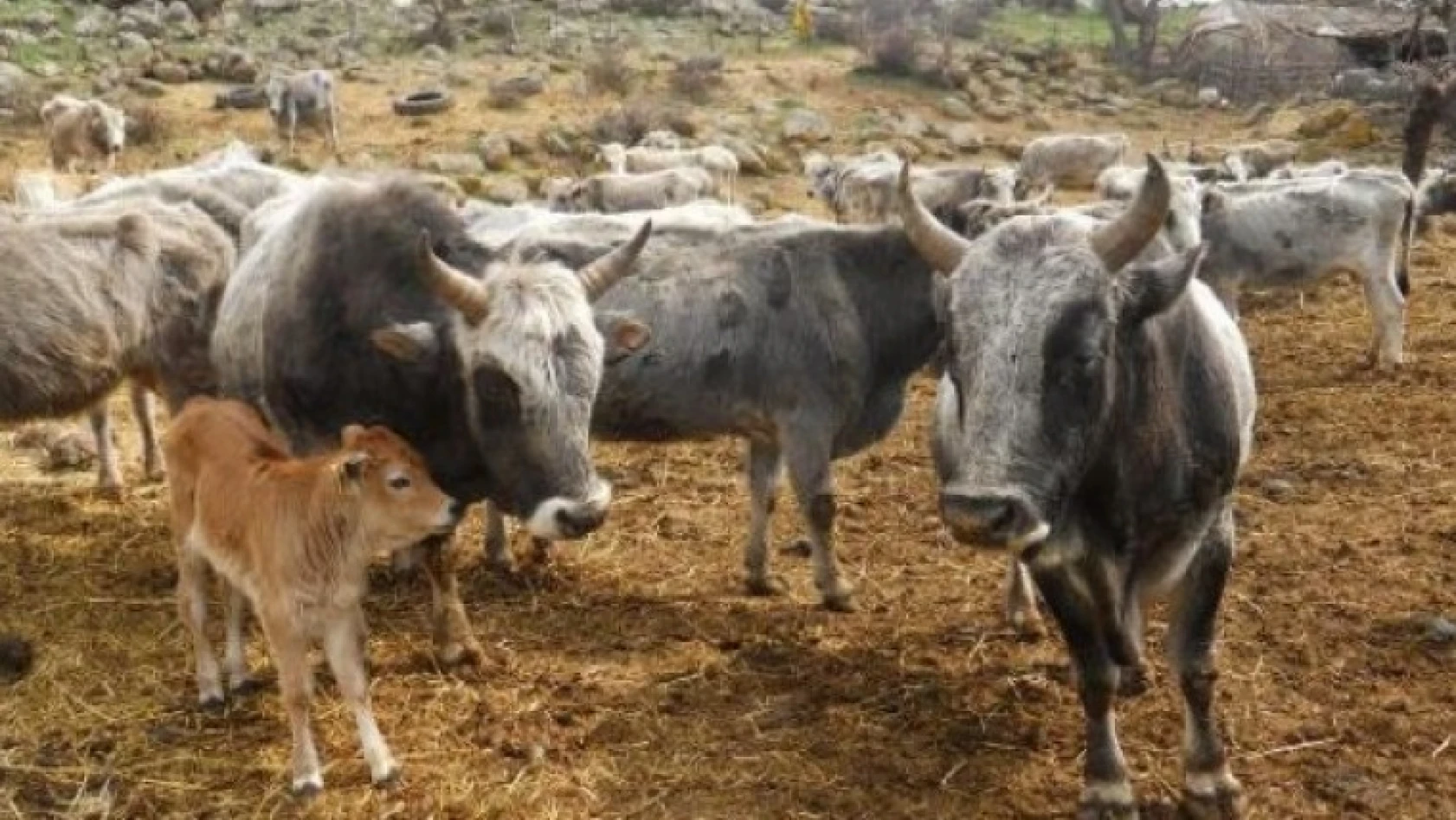 Yerli sığır fiyatı 2017'de arttı