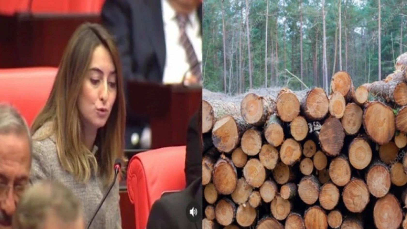 Ulus'taki orman soruşturması Meclis gündeminde
