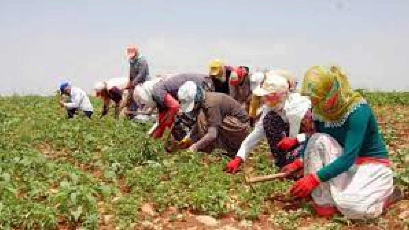 Mevsimlik tarım işçilerinin günlük ücretleri 4,6 arttı