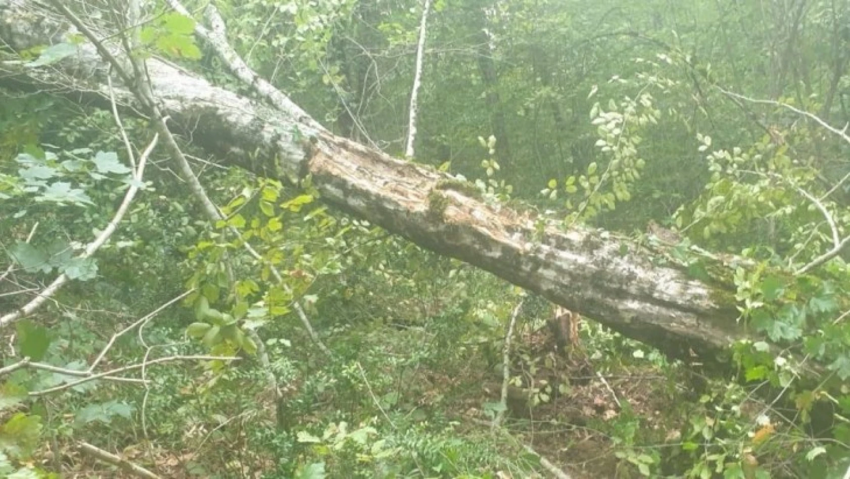 Ormanda iş kazası