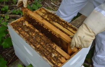 Arılı Kovan Destekleme Başvuruları 14 Kasım'a Uzatıldı