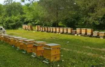 Arılı Kovan Desteklemeleri İçin Başvurular Bugün Son
