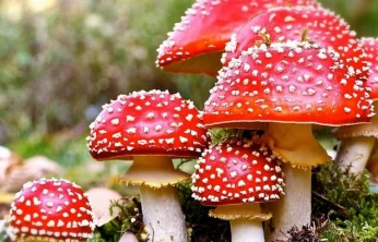 Doğada Yetişen Her Mantar Masum Değil!