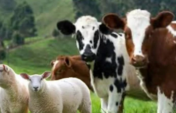 Hayvancılık Desteklerinde Son Gün 1 Aralık