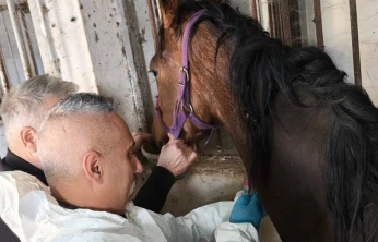 Safkan İngiliz Kısrağın Sağlık Kontrolleri Yapıldı