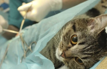 Sahipsiz Kedilere Ücretsiz Kısırlaştırma Hizmeti Yeniden Başladı