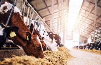 Şap (SAT1) Salgını Kontrol Altında