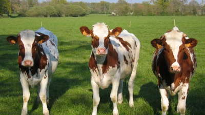 Bartın'da Aile İşletmelerine Düve Desteği