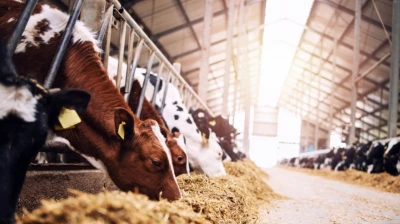 Şap (SAT1) Salgını Kontrol Altında