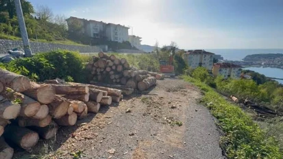 Akyol'dan ağaç kesimine tepki