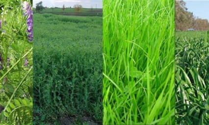 2025 Yılı Yem Bitkileri Desteği Askıya Çıktı