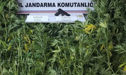 Amasra'da Kenevir Operasyonu