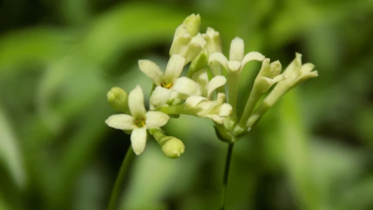 BARÜ'den bilim dünyasına yeni bir bitki türü kazandırıldı
