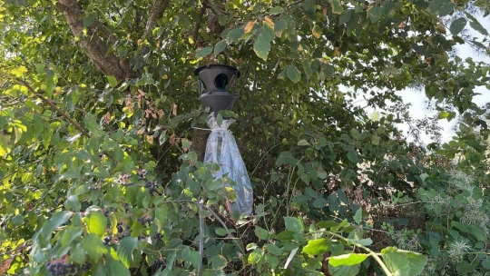 Bartın Belediyesi'nden Kahverengi Kokarca ile Mücadele