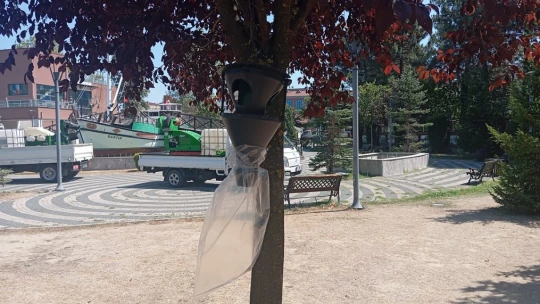 Bartın Belediyesi'nden Kahverengi Kokarca ile Mücadele