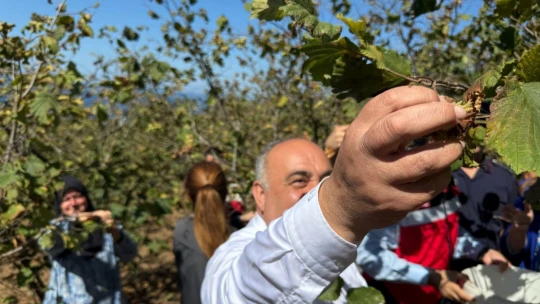 Protokol Fındık Topladı