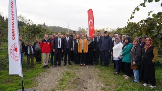 Terkehaliller'de Kivi Hasat Şenliği