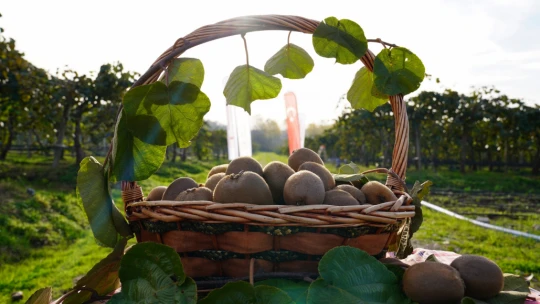 Terkehaliller'de Kivi Hasat Şenliği