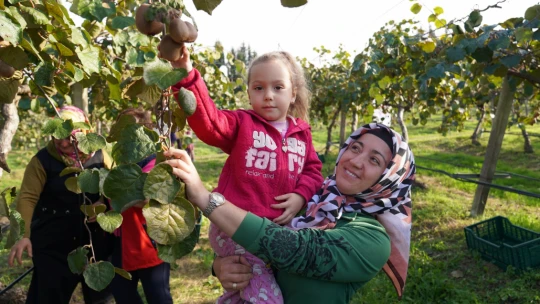 Terkehaliller'de Kivi Hasat Şenliği