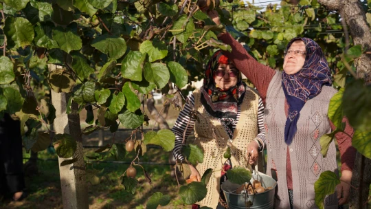 Terkehaliller'de Kivi Hasat Şenliği