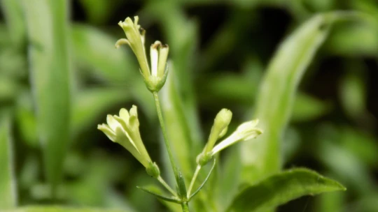 BARÜ'den bilim dünyasına yeni bir bitki türü kazandırıldı