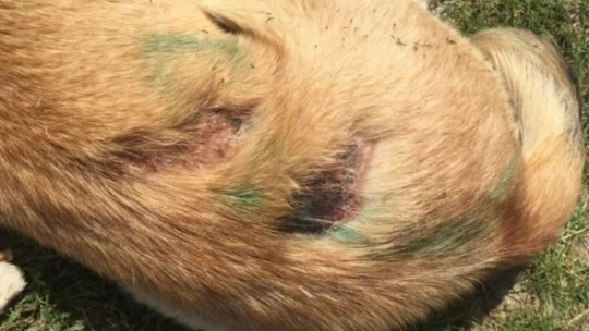 Bartın'da tepki çeken olay