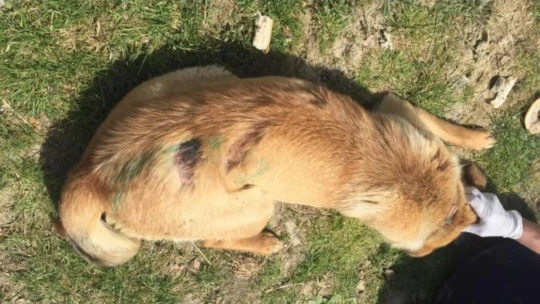 Bartın'da tepki çeken olay