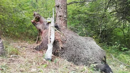 Boyutu ile görenleri şaşırttı.
