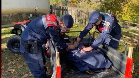 Yaralı karacaya Jandarma şefkati
