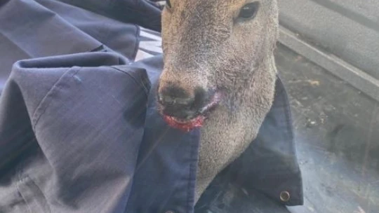 Yaralı karacaya Jandarma şefkati