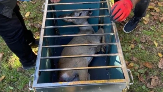 Yaralı karacaya Jandarma şefkati