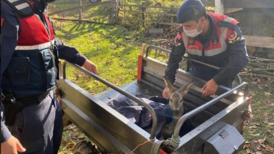 Yaralı karacaya Jandarma şefkati