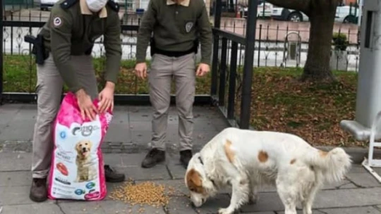 Polis ve jandarmadan sokak hayvanlarına şevkat eli!