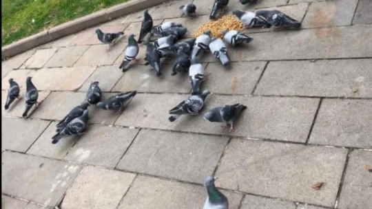 Polis ve jandarmadan sokak hayvanlarına şevkat eli!