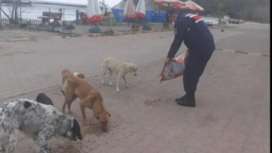 Polis ve jandarmadan sokak hayvanlarına şevkat eli!