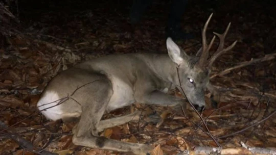 Yaralanan karaca tedavi edildi