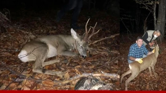 Yaralanan karaca tedavi edildi