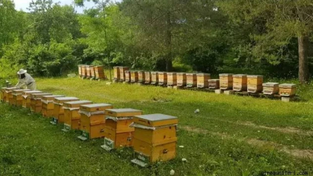 Arılı Kovan Desteklemeleri İçin Başvurular Başladı