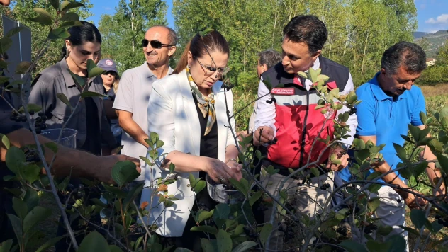 Aronya'da Hasat Zamanı