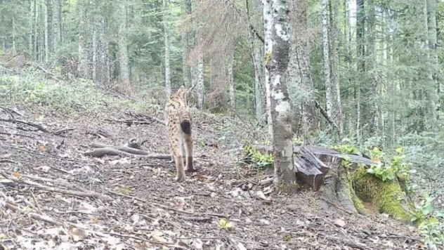 Bartın'da ilk defa götüntülendi