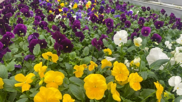 Bartın'ın Çiçekleri Belediye Seralarından