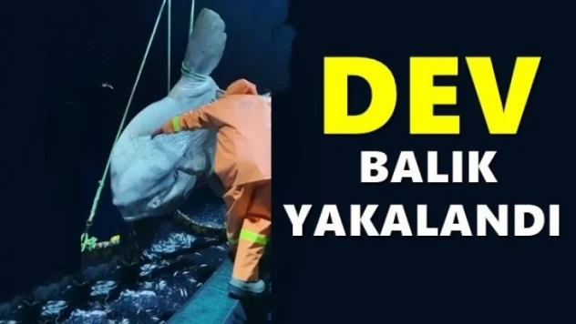 Bartınlı balıkçıların ağına takıldı